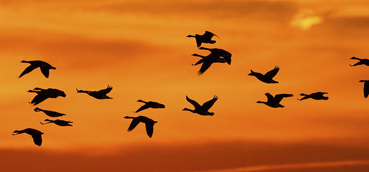 Migratory Waterfowl Damage and Solutions for Agriculture and Aquaculture