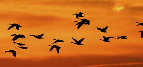 Migratory Waterfowl Damage and Solutions for Agriculture and Aquaculture