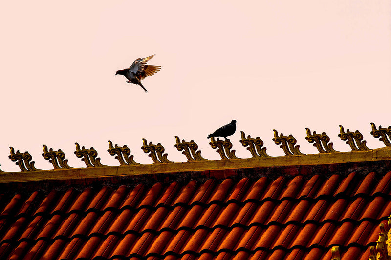 The Hidden Damage Birds Can Cause to Commercial Roofs