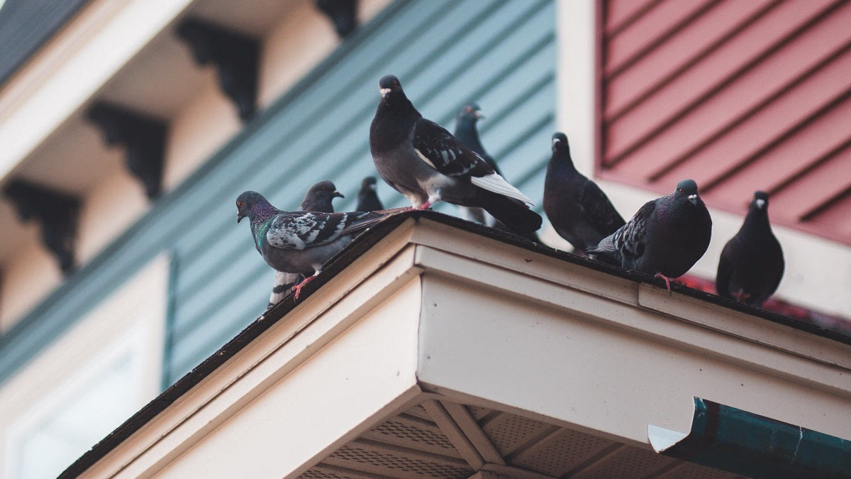 Pigeons perched along the eaves and gutter of a house roof