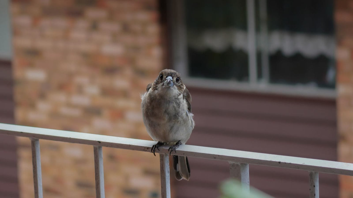 A sparrow perched on a metal porch railing in front of a brick house