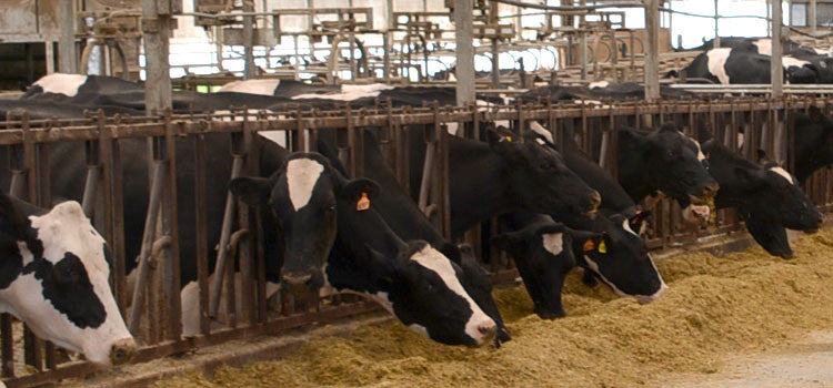 Starlings -Bird Problems in Dairy Barn Solved by Flock Free Bird Control