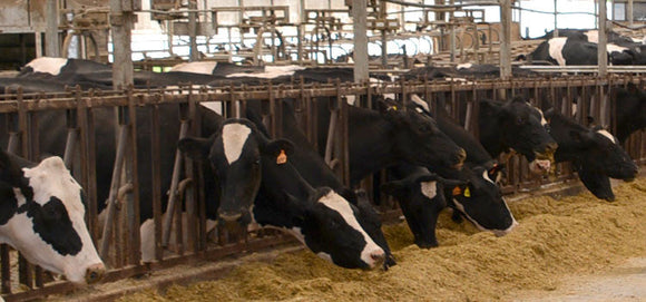 Starlings -Bird Problems in Dairy Barn Solved by Flock Free Bird Control