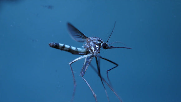 How to Get Mosquitoes Out of Your Backyard