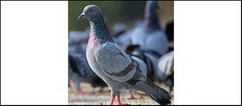 Feral Pigeon, Rock Pigeon, City Pigeons or Street Pigeons