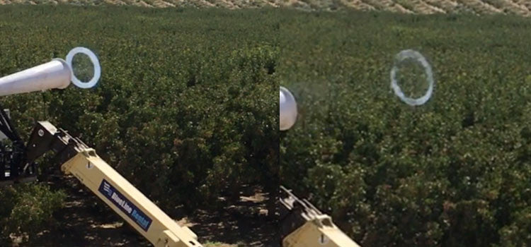 Crows Damaging a Pistachio Orchard -Vortex Ring Accelerator Bird Defen ...