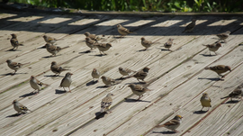 Bird Control Consulting That Helps Service Companies Build Recurring Revenue