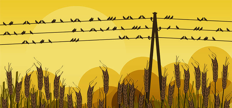 Solar Hazers for Bird Control at a Pistachios Agricultural Grower in California