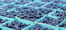 Reducing Crop Damage to Blueberries from Birds