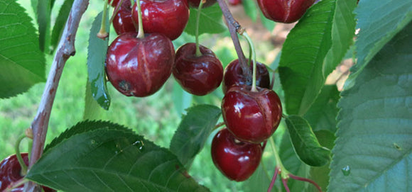 Crop Damage to Cherries Caused by Birds Can Be Reduced