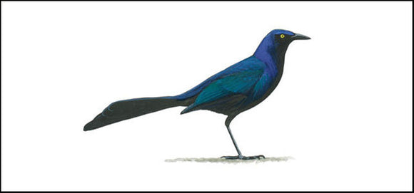 The Common Grackle - A Nuisance for Both Agricultural and Structural