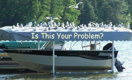 Dozens of gulls perched across the canopy of a boat hoist over open water, with a boat on the hoist below. Caption reads: Is this your problem?