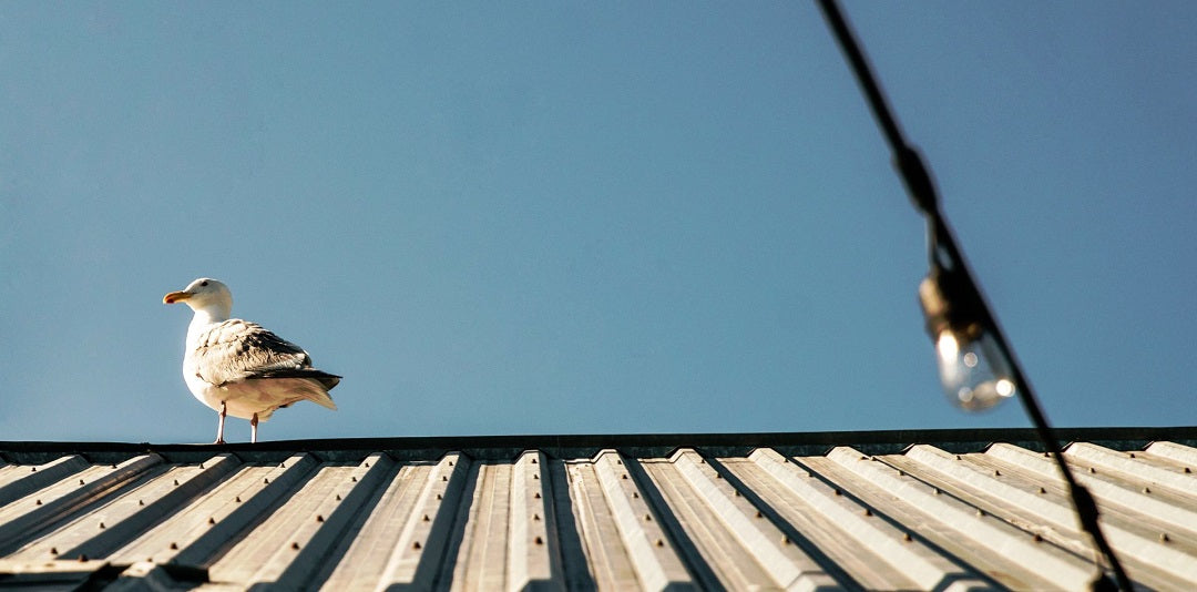 Bird Control Products - Pest Control from Flock Free – Flock Free Bird ...