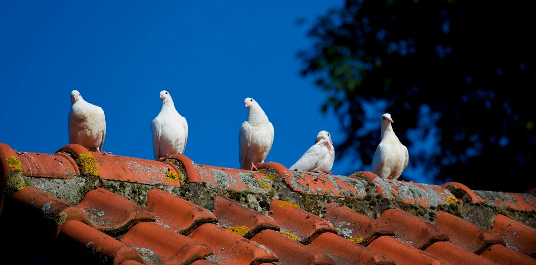 Flock Off Ultra Violet Paint 1 Gallon for Bird Control – Flock Free Bird  Control Systems and Services LLC