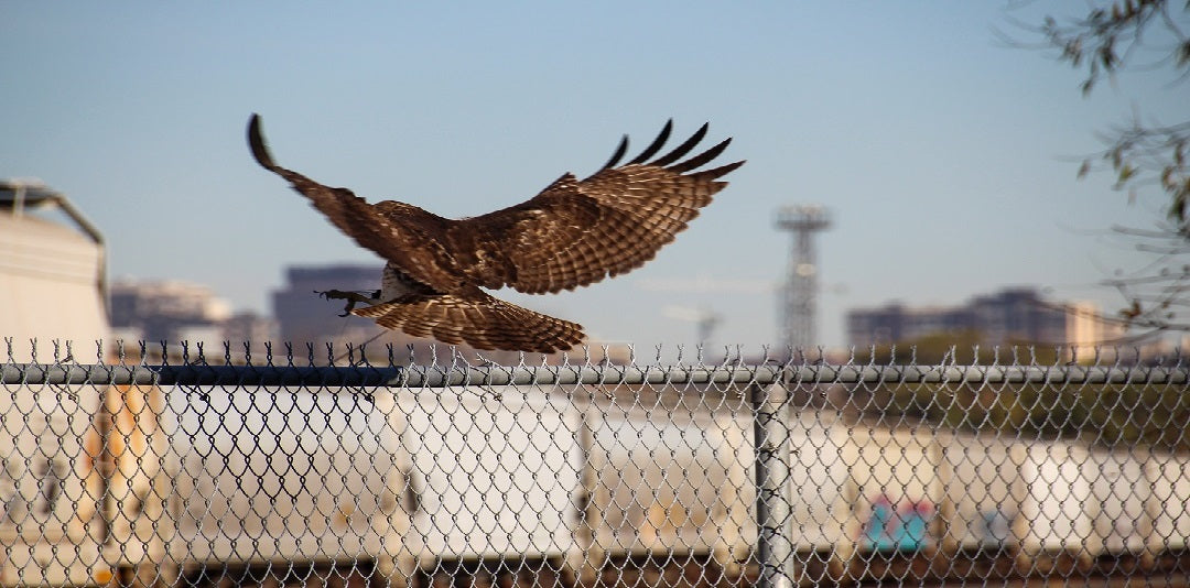 bird control fresno