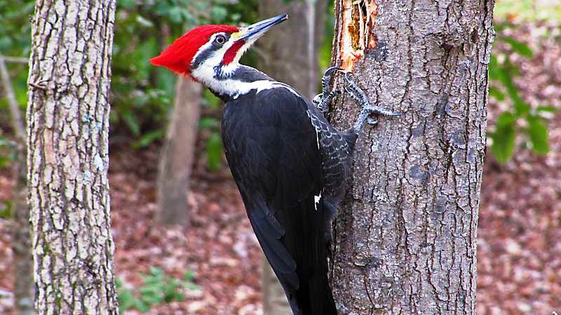 A woodpecker on a tree trunk