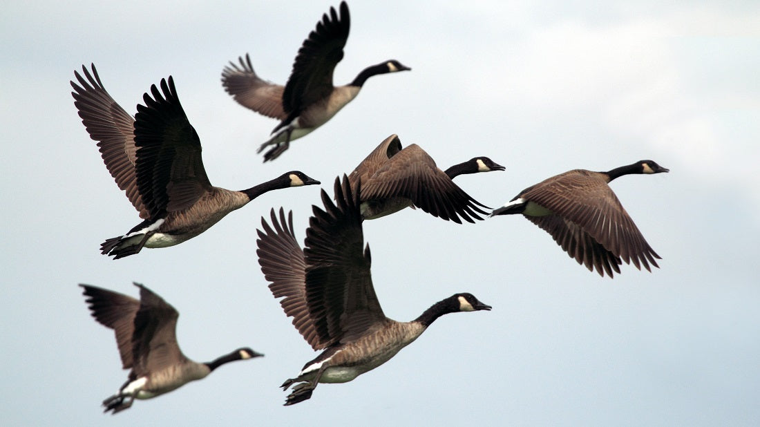 Canada geese in flight against an overcast sky
