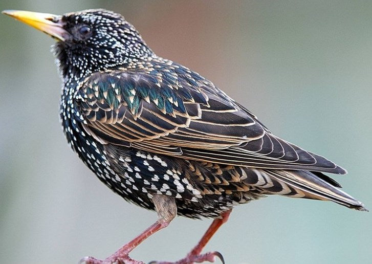 A starling perched in the open
