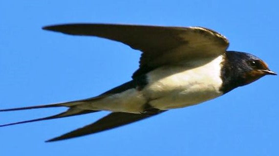 A swallow in flight