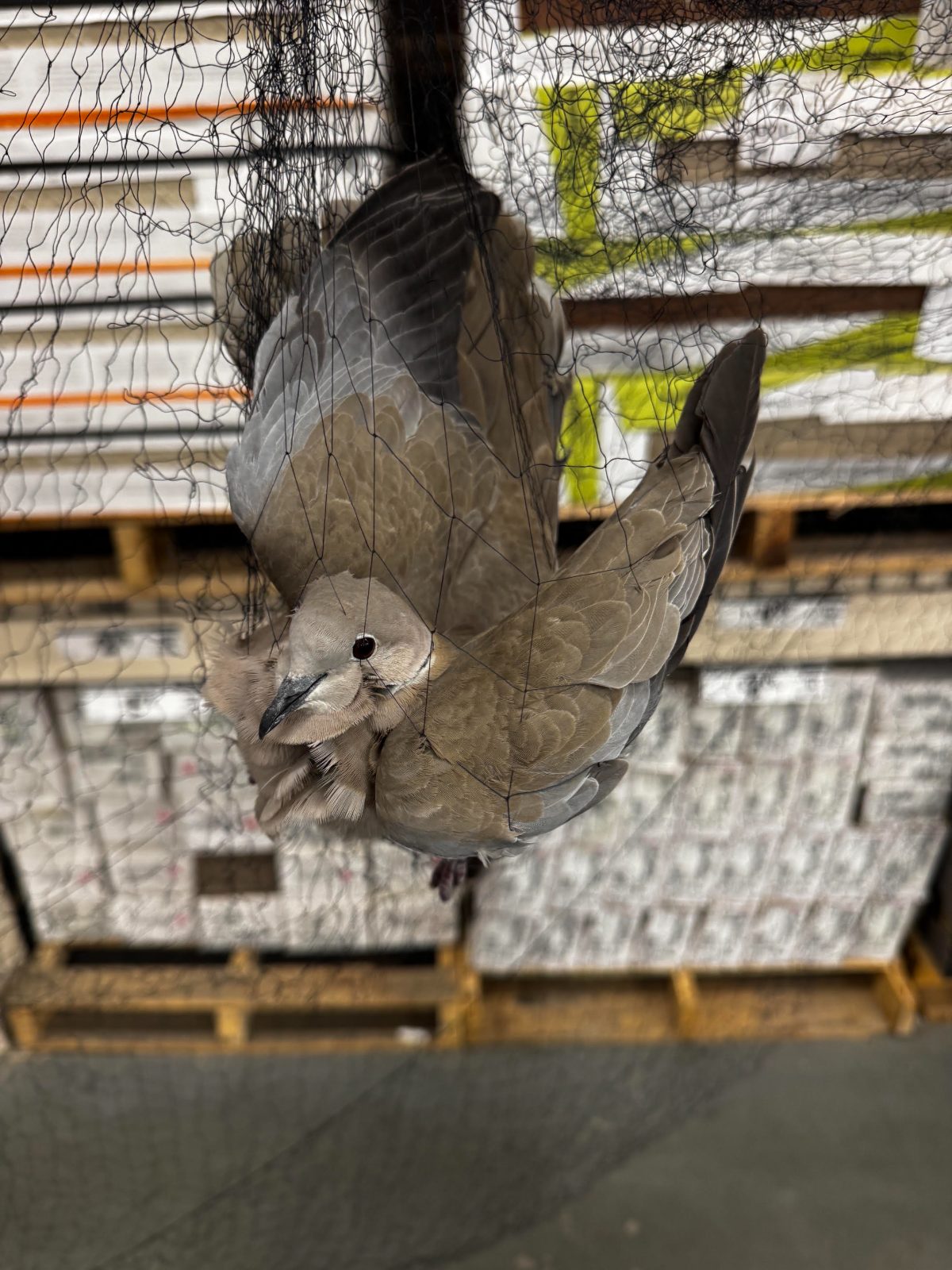 Collared dove caught in a fine black mist net in front of stacked pallets of boxed stock