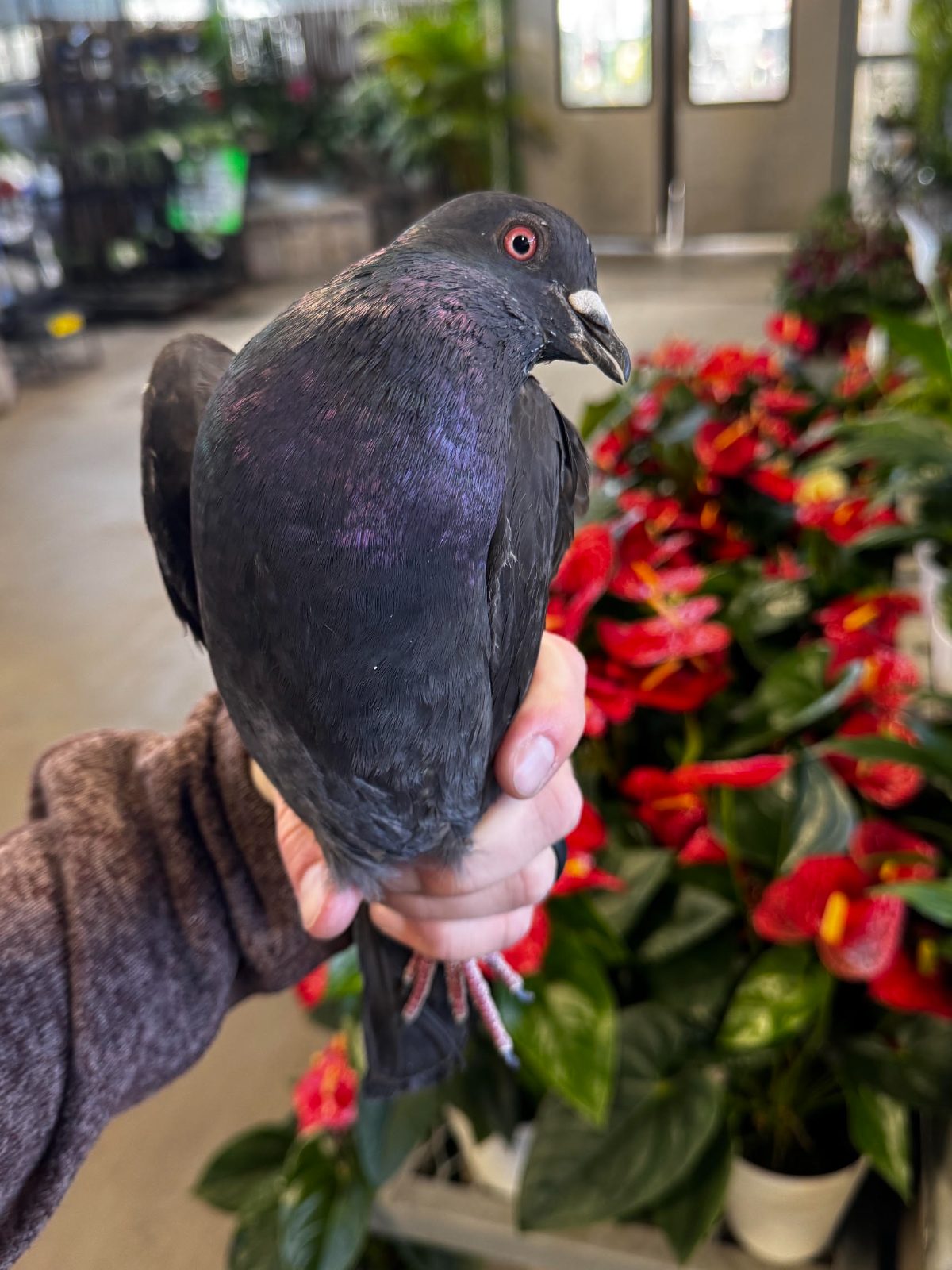 Pigeon held in one hand beside a display of red flowering plants indoors
