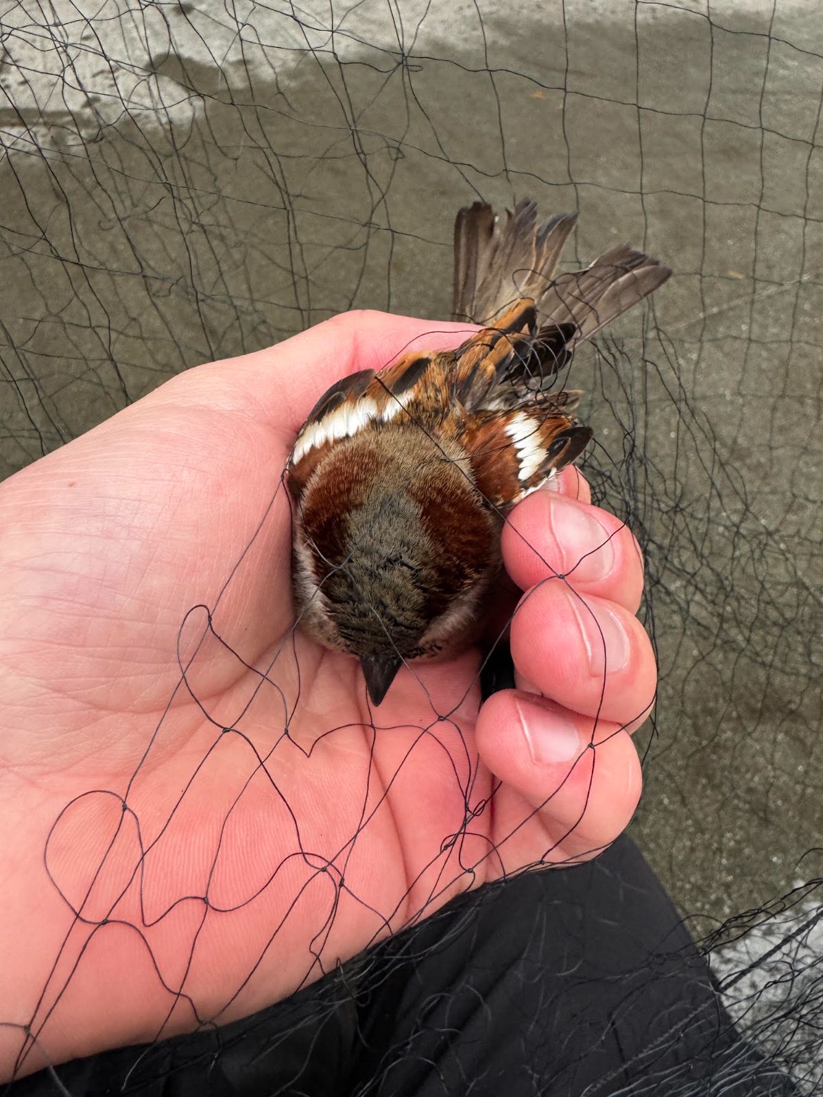 Small brown bird held in an open hand while still in the strands of a mist net